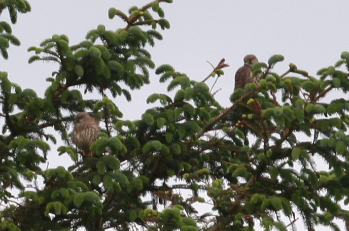 Young Kestrels at Woodwick Mill